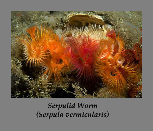 serpulid worm